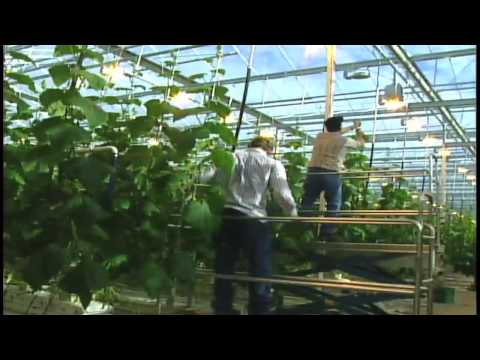 High-Tech Greenhouse