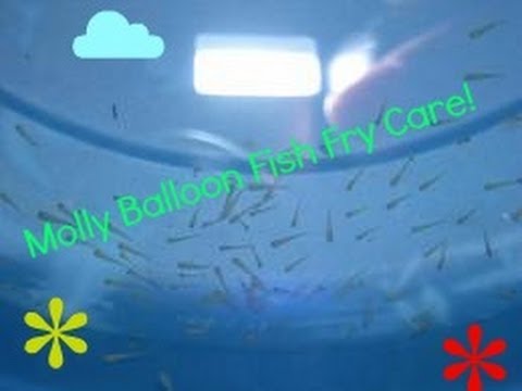 how to care molly babies