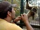 macaco safado se deu mal