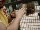 macaco safado se deu mal