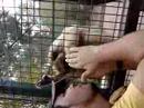 macaco safado se deu mal