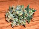 Marijuana Picture Collection for Stoners