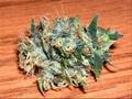 Marijuana Picture Collection for Stoners