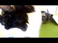 videos de OMG-1ICAM