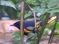 American Redstart
