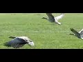 Grauwe gans Grauwe gans