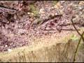 videos de SL730887.AVI