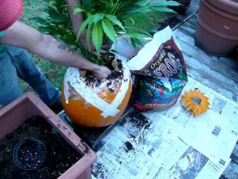 how to transplant pumpkins
