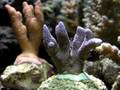 Marine Life Acropora sp. / Montipora sp