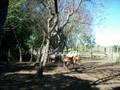 perro cimarron uruguayo