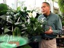 Peace Lily