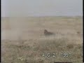 Lionesses getting some payback Lionesses getting some payback