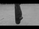 Plankskater Plankskater