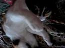 Gato con fiaca Gato con fiaca