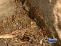 Crazy Rasberry Ants