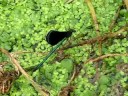 ?????Calopteryx atrata Selys??video 01