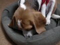 食べているものをマテできる？（ビーグル犬はぐ）