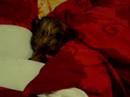 Yorkie dog - the Yorkie Apso/Fourche Terrier