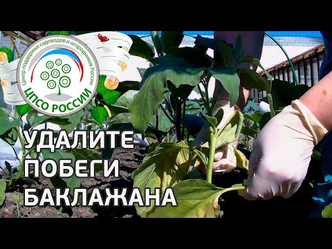 Формирование баклажанов. Выращиваем баклажаны.