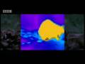 Heat Sensing Pit Vipers - Deadly Vipers - BBC animals