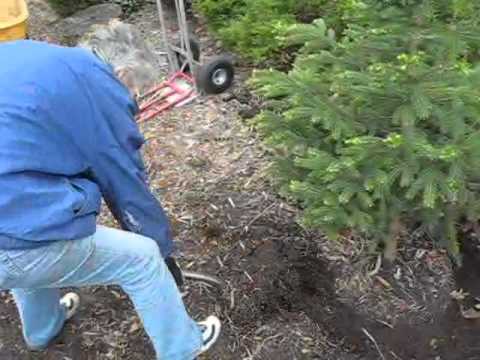 how to replant evergreens
