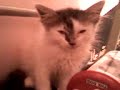 fivi linda gatita