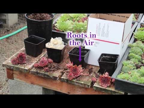 how to plant hens and chicks