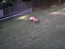 Dogbook Movie: That\ Dogbook Movie: That\