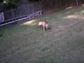 Dogbook Movie: That's my daughter in the water