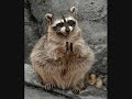 Racoon