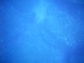 recupero di una cernia in tana recupero di una cernia in tana