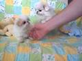 Japanese chin puppies (red & white)