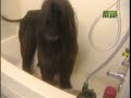 Breed All About It - Afghan Hound