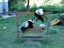 Pandas at Wolong Pandas at Wolong
