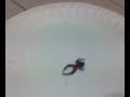 Red Tent Spider Red Tent Spider