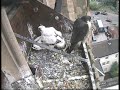 Derby Peregrine Falcon 9 - Let\ Derby Peregrine Falcon 9 - Let\
