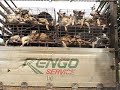 Dog shipment
