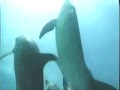 Enjoy one of the most wonderful, fascinating and incredible creatures, on Enigma's music!Do you know dolphins are still brutally slaughtered in Japan?! Even with all the national and international  opposition and even if it is scientifically proved that the dolphin meat is contaminated with dangerous pollutants, the Japanese Government refuses to stop this barbaric action against dolphins! Please help them! Visit http://www.bluevoice.org/dolphin_lv2.shtml