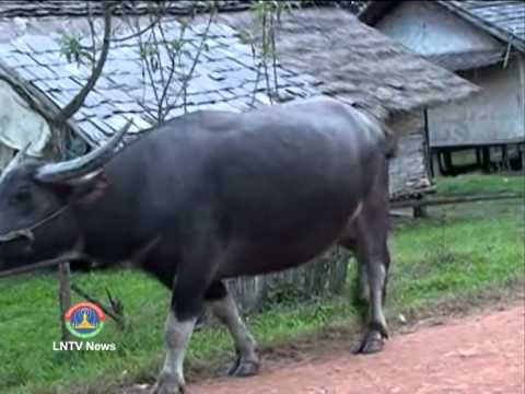 how to treat fmd in cattle