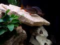 gold fin 3