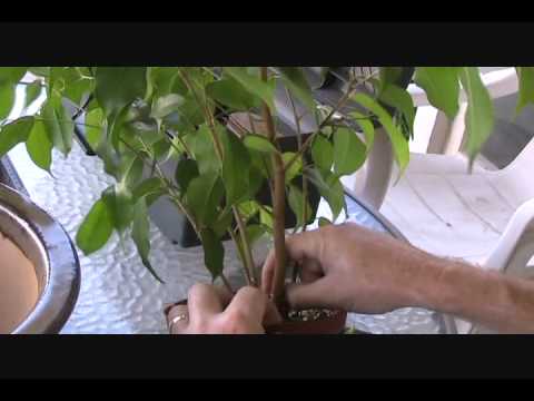 how to replant a ficus bonsai
