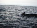 Whale watching