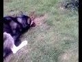 Huskamute hunting moles