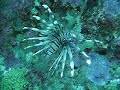 Rascasse volante ou poisson lion Pterois miles Rascasse volante ou poisson lion Pterois miles
