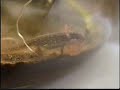 Baby salamander sequel 9 october 2006