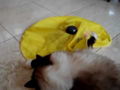 Undercover Mouse Electronic Cat Toy Review 0 Undercover Mouse Electronic Cat Toy Review