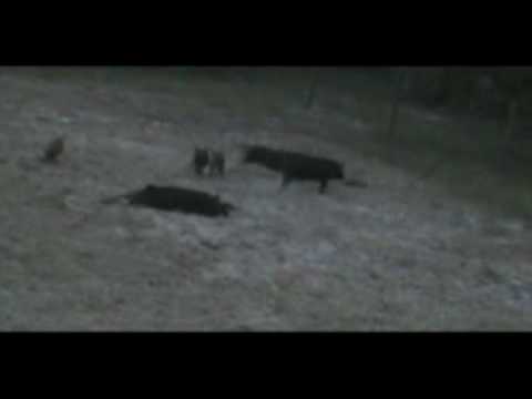 .17 HMR Hog Double Kill