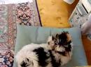Hyper Biewer Puppy Hyper Biewer Puppy