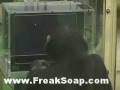 Are you smarter than a Chimp?