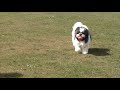 Crosby Herald & Bootle Times: Pets Factor winner Crosby Herald & Bootle Times: Pets Factor winner